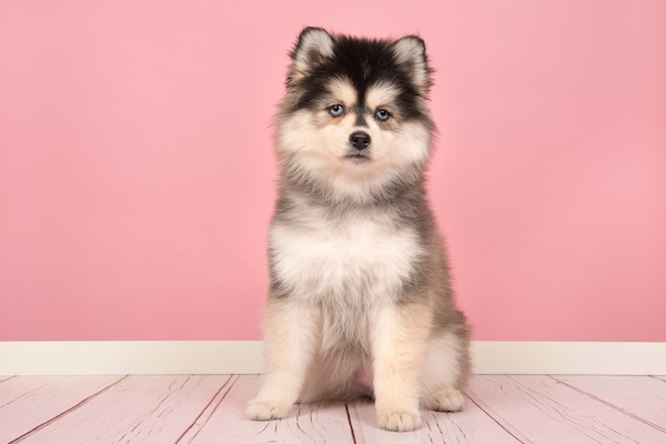 シベリアンハスキーのミックス犬｜個性的な見た目が魅力的。入手が難しく大きさを予測できないことには注意｜ポンスキーの子犬