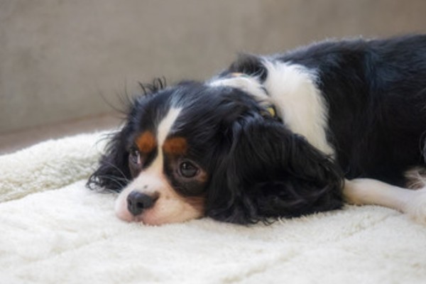 キャバリアが吐く原因は嘔吐物の色でチェック 元気が無いのは病気のサイン Inunavi いぬなび