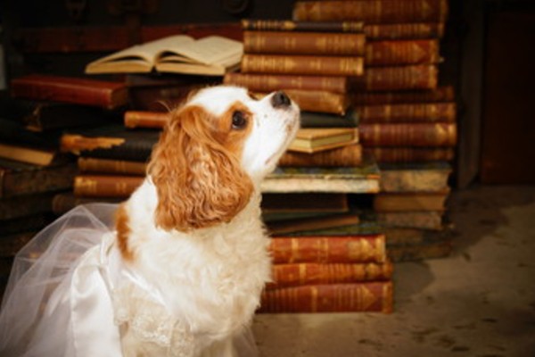 キャバリアが吐く原因は嘔吐物の色でチェック 元気が無いのは病気のサイン Inunavi いぬなび