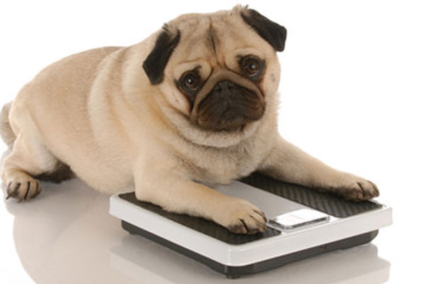 【獣医師監修】愛犬のダイエットを応援！無理なく痩せる方法や肥満度チェック法も紹介