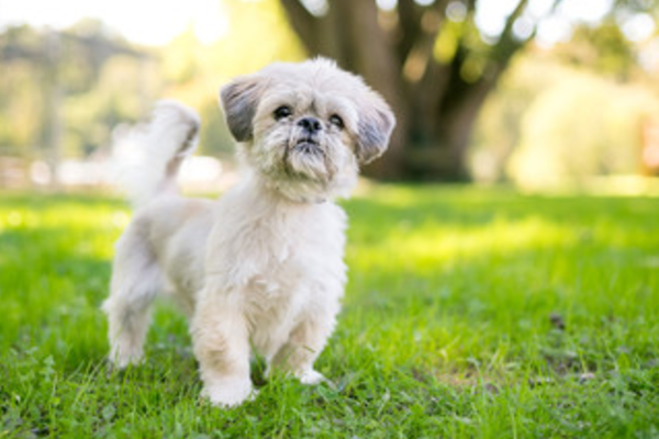 シーズーは吐きやすい犬種 吐く原因と対処法は嘔吐物の色でチェック Inunavi いぬなび