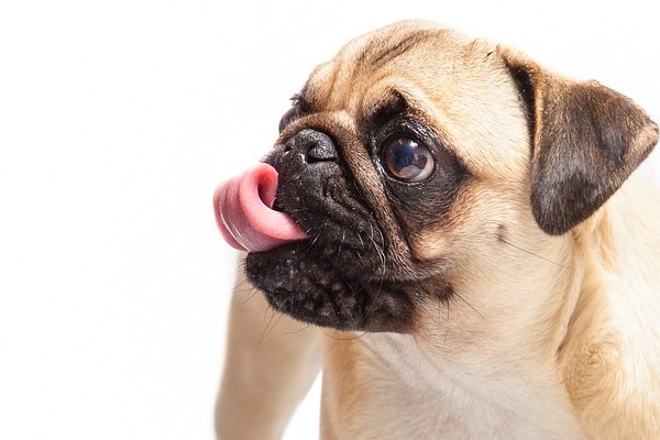 パグは吐きやすい犬種 嘔吐の原因から病気のサイン 対処法をチェック Inunavi いぬなび