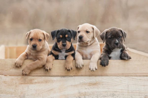 獣医師監修 子犬の離乳食の作り方や与える時期は 元気に育つための全知識を徹底解説 Inunavi いぬなび