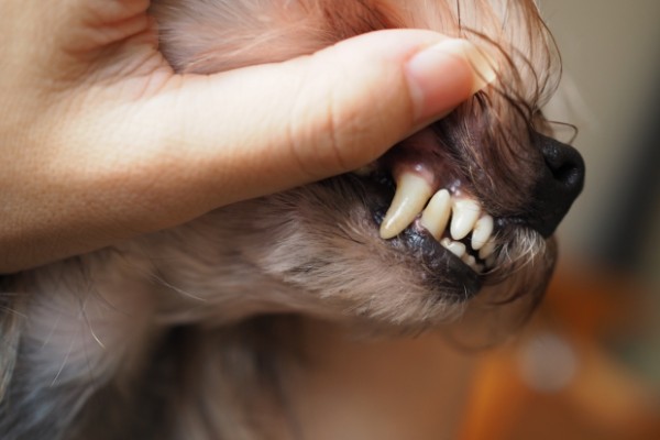 獣医師監修 犬の歯石の正しい取り方と予防法 除去手術の体験談やケアグッズも紹介 Inunavi いぬなび