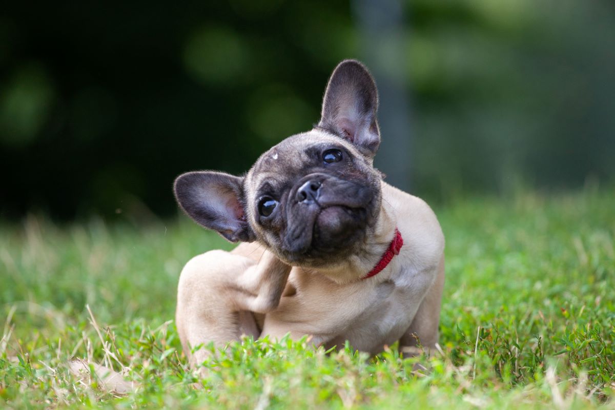 耳が痒いフレンチブルドッグの子犬