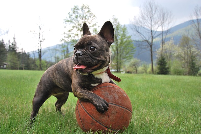 バスケットボールで遊ぶフレンチブルドッグ
