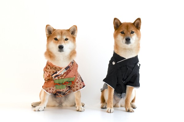 着物きた犬・日本・柴犬