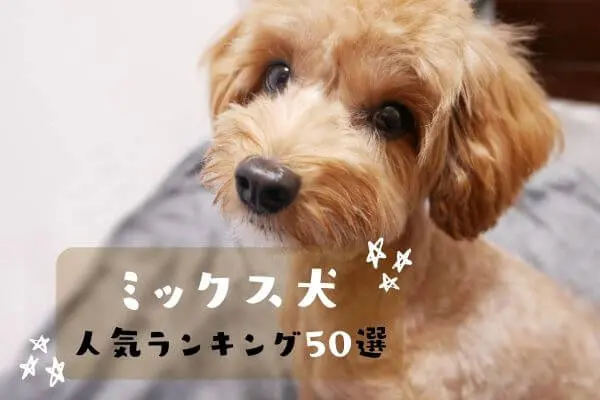 人気のミックス犬ランキングtop50 可愛い全101種類 購入方法も紹介 22年最新調査 Inunavi いぬなび