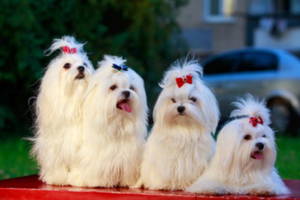 マルチーズ人気カットスタイル10選 頻度 自宅ケア 失敗しないオーダー方法 現役トリマーに取材 Inunavi いぬなび