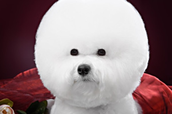 マルチーズが吐く原因と対処法 元気があるのに嘔吐するのはストレス Inunavi いぬなび