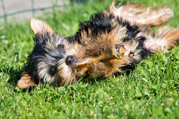 獣医師監修 ヨークシャテリアがご飯を食べない原因はフードと生活習慣 改善方法を徹底解説 Inunavi いぬなび