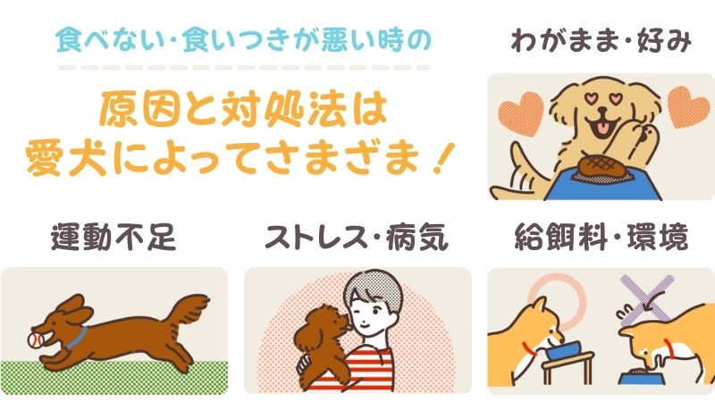 愛犬がフードドッグを食べない!食いつきが悪い時は与え方を見直そう
