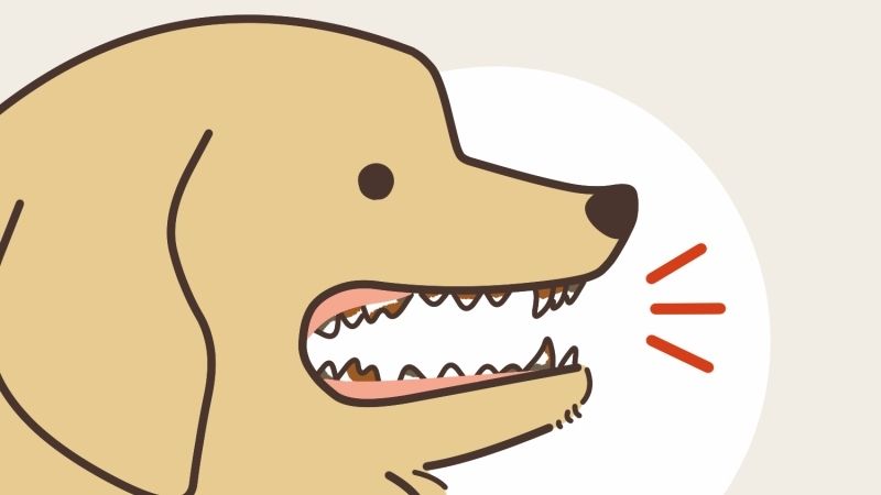 濡れや半生のドッグフードは歯が汚れやすい?