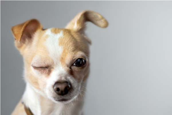 【獣医師監修】犬の目やには何が原因！？症状が現れた時に飼い主に対処してほしいことを紹介！