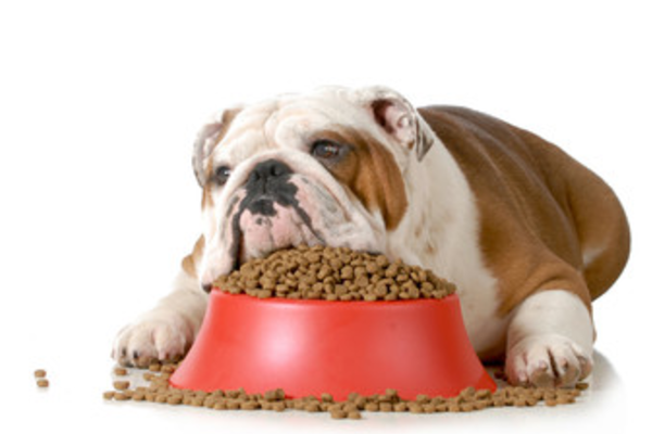 ダイエット用低脂肪ドッグフードが必要な太った犬