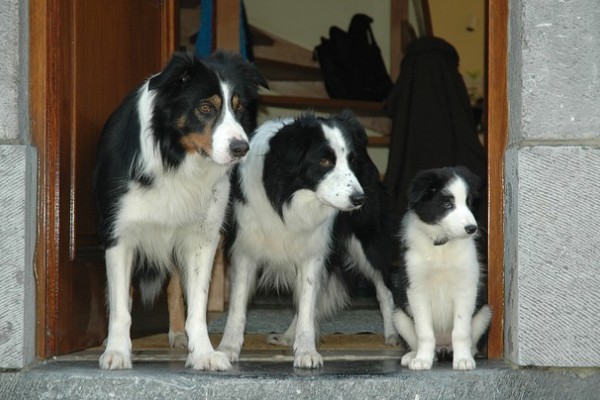 ドッグトレーナーが教える ボーダーコリーの飼い方 特徴 病気は Inunavi いぬなび