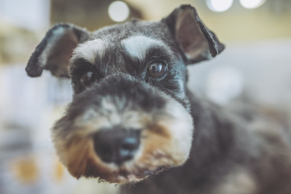 ミニチュアシュナウザーにおすすめのドッグフード人気ランキング 21年最新版 Inunavi いぬなび