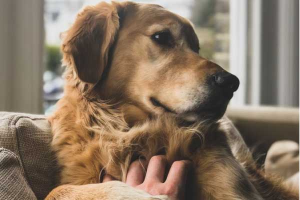 犬用のスリッカーブラシおすすめ5選 正しい選び方と使い方は Inunavi いぬなび