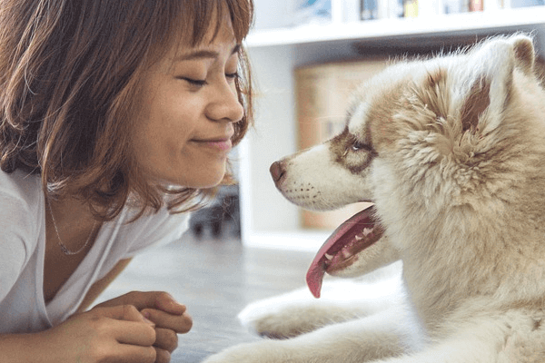 犬用車いすおすすめ4選 愛犬家が本気で選んだ犬用車いすは Inunavi いぬなび