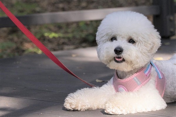 散歩で犬が歩かないのはなぜ 子犬の散歩デビューや急に動かなくなる原因も解説 Inunavi いぬなび