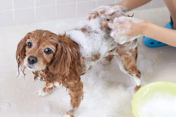 犬用シャンプー人気おすすめ9選 安くて口コミ満足度が高いものは Inunavi いぬなび 犬用シャンプー人気おすすめ9選 安くて口コミ満足度が高いものは Inunavi いぬなび