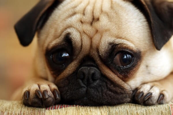 愛犬のストレスサインとは？下痢や噛むときなど症状別の解消法を紹介！