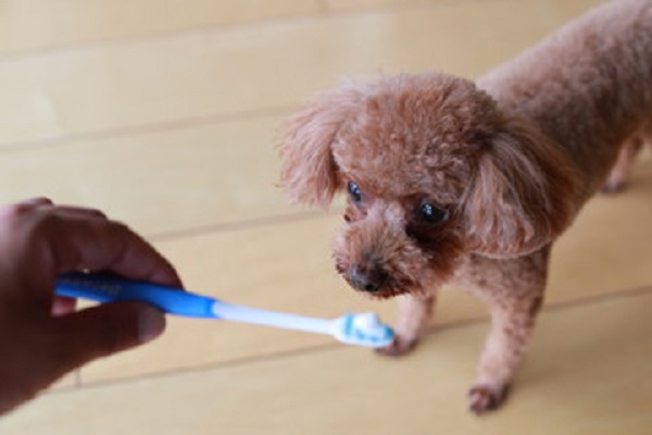 犬　歯磨き