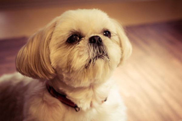 シーズーは吐きやすい犬種 吐く原因と対処法は嘔吐物の色でチェック Inunavi いぬなび