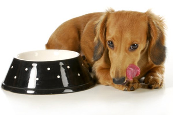 犬用のウェットフードおすすめ人気10選｜安全で食いつきが良いのは？獣医師監修  INUNAVI（いぬなび）