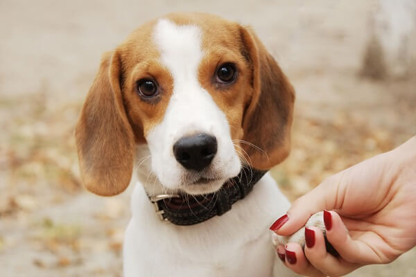 初心者に飼いやすい小型犬ランキングtop19 人気の種類やマンションで吠えない犬種は Inunavi いぬなび