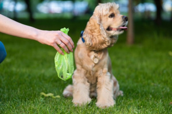 犬が散歩を嫌がる原因と対処法 散歩が好きになるコツを教えます Inunavi いぬなび