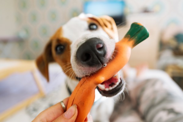 獣医師監修 犬が食糞する原因 家で簡単に対策 解決できるコツ4選 Inunavi いぬなび