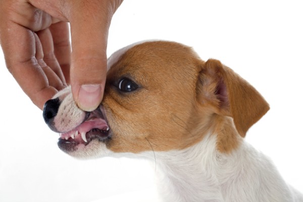 獣医師監修 犬の歯周病の原因と予防法 実際の治療費や手術内容の例も紹介 Inunavi いぬなび