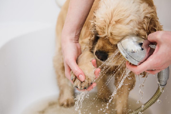 犬お風呂