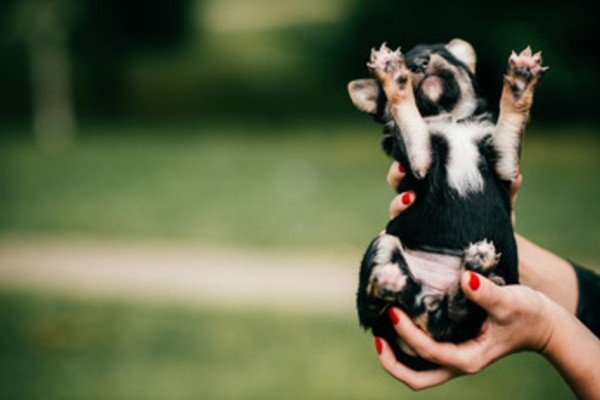 タイプ別 犬用の爪切りおすすめ7選 簡単に爪切りができるコツ紹介 Inunavi いぬなび