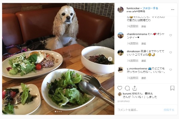 非公開 都内 犬と行けるドッグカフェ人気おすすめ15選 おしゃれで可愛い店舗を紹介 Inunavi いぬなび