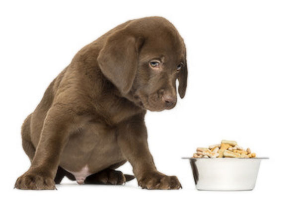 獣医師監修 子犬の離乳食の作り方や与える時期は 元気に育つための全知識を徹底解説 Inunavi いぬなび