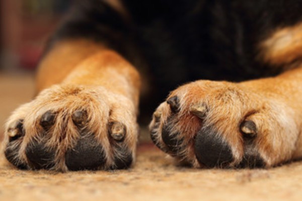 タイプ別 犬用の爪切りおすすめ7選 簡単に爪切りができるコツ紹介 Inunavi いぬなび