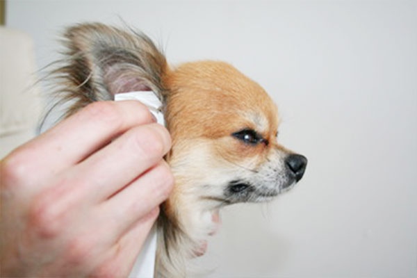 獣医師執筆 犬の外耳炎とは 症状 原因 治療法 簡単にできる予防策 Inunavi いぬなび