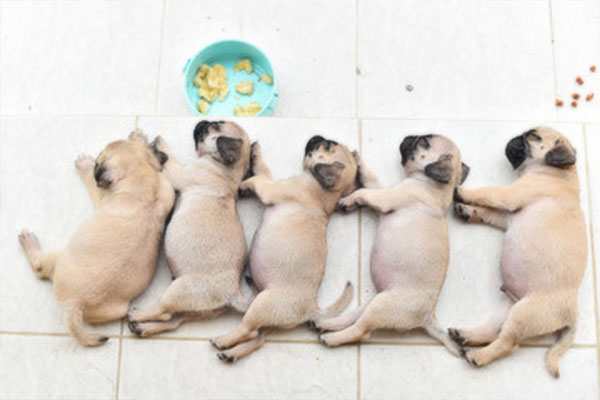 食事が終わって眠っているバグの子犬たち