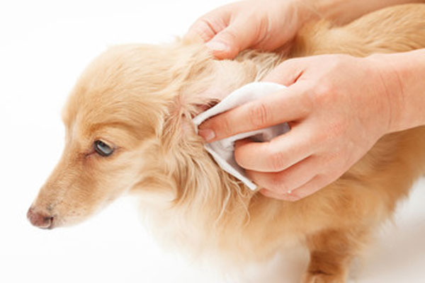 犬の皮膚病　外耳炎　耳掃除をする犬