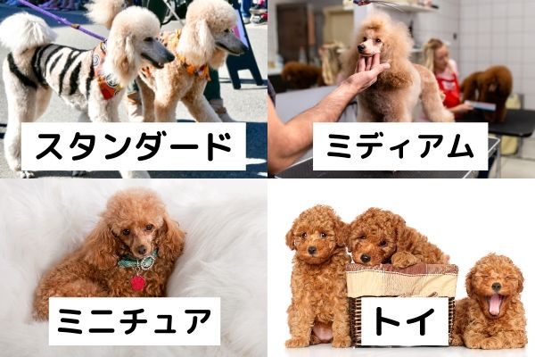 ドッグトレーナーが教える トイプードルの飼い方 特徴 病気は Inunavi いぬなび