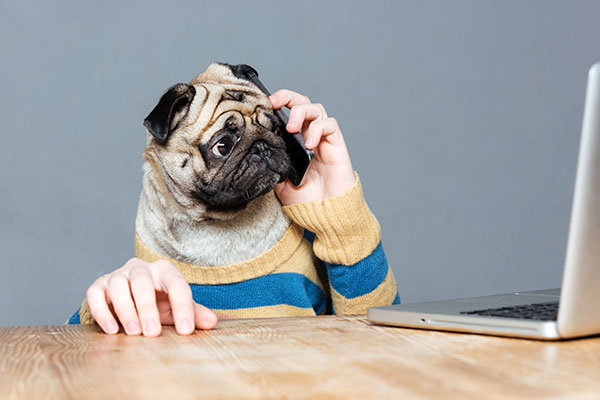 老犬におすすめの認知症用サプリメント9選 21年最新 Inunavi いぬなび