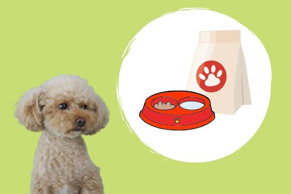 ドッグトレーナーが教える トイプードルの飼い方 特徴 病気は Inunavi いぬなび