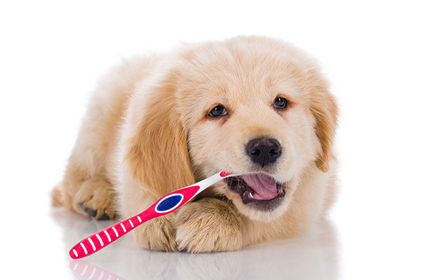 犬用歯磨き粉・歯ブラシおすすめランキング25選！安全で歯石や歯周病に良いのは？ INUNAVI（いぬなび）