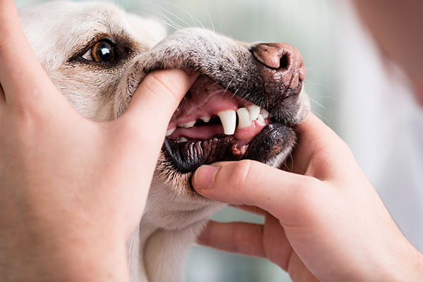 獣医師監修 愛犬が水を飲まない本当の理由 気になる原因と解決法は Inunavi いぬなび