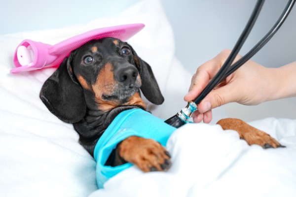 獣医師監修 カハッ これが犬の咳 原因は病気なの 症状や対策を解説します Inunavi いぬなび