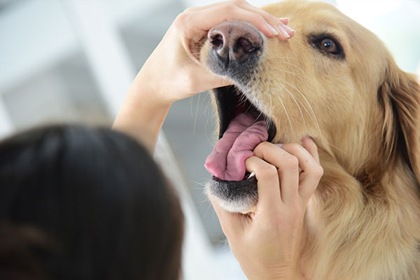 獣医師執筆 犬の歯周病とは 症状 原因 治療法 自宅でできる予防策 Inunavi いぬなび