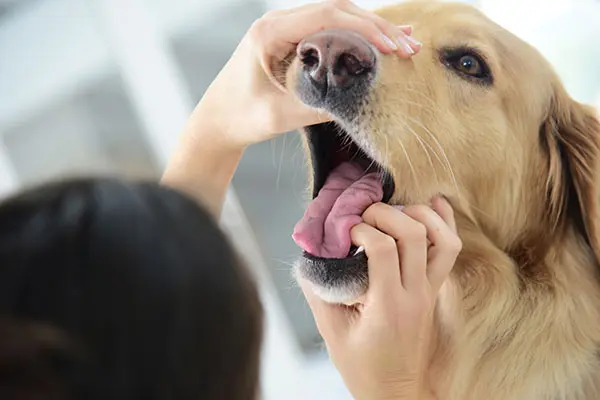 犬に与えてもokな人間用チーズ一覧 塩分の量に注意 獣医師監修 Inunavi いぬなび