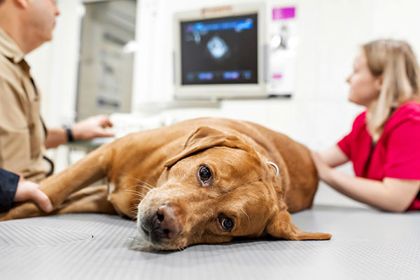 犬の血便は病気のサイン 血便の原因やすぐに動物病院で診断すべき血便とは 獣医師執筆 Inunavi いぬなび